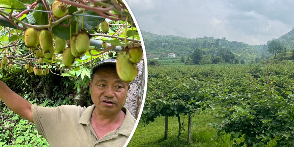 किबीखेतीप्रति गुल्मीका किसानको बढ्दो आकर्षण