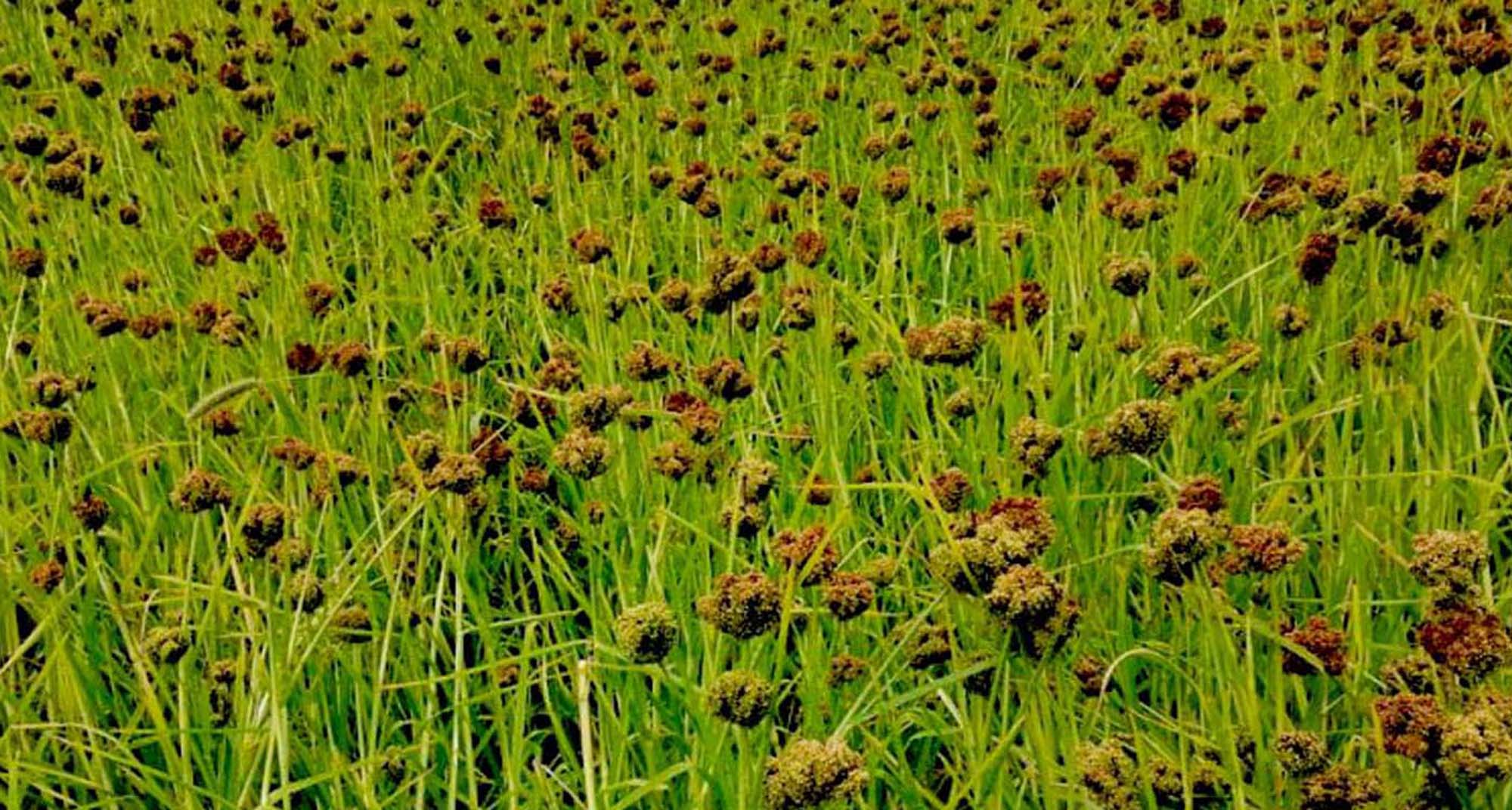 पाल्पामा कोदो खेती हराउँदै