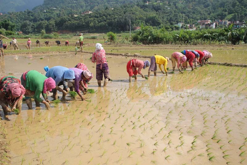 भदौ पहिलो सातासम्म देशभर ९२ प्रतिशत रोपाइँ