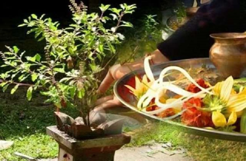घर–घरमा तुलसीको बिरुवा सारी हरिशयनी एकादशी मनाइँदै