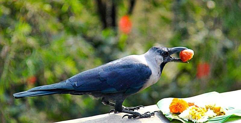 आजदेखि तिहार सुरु, सन्देशवाहक पंक्षी कागको पूजा गरिँदै