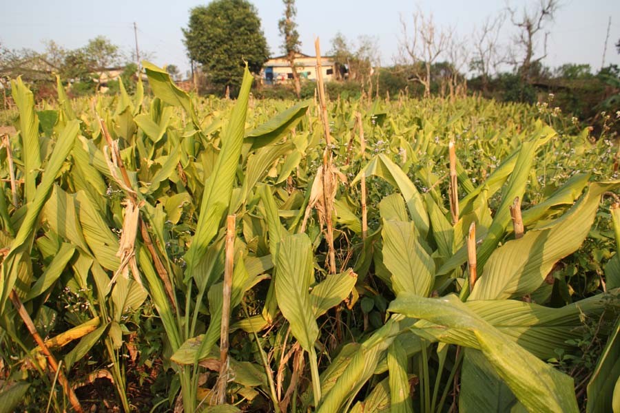 अदुवा खेतीको विकल्प बन्यो बेसार