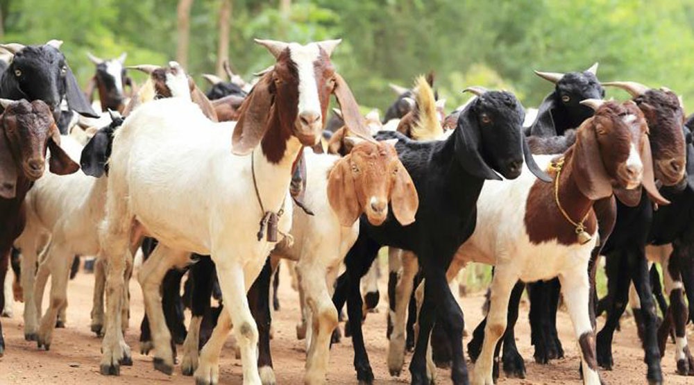 उन्नत जातका बाख्रा वितरण