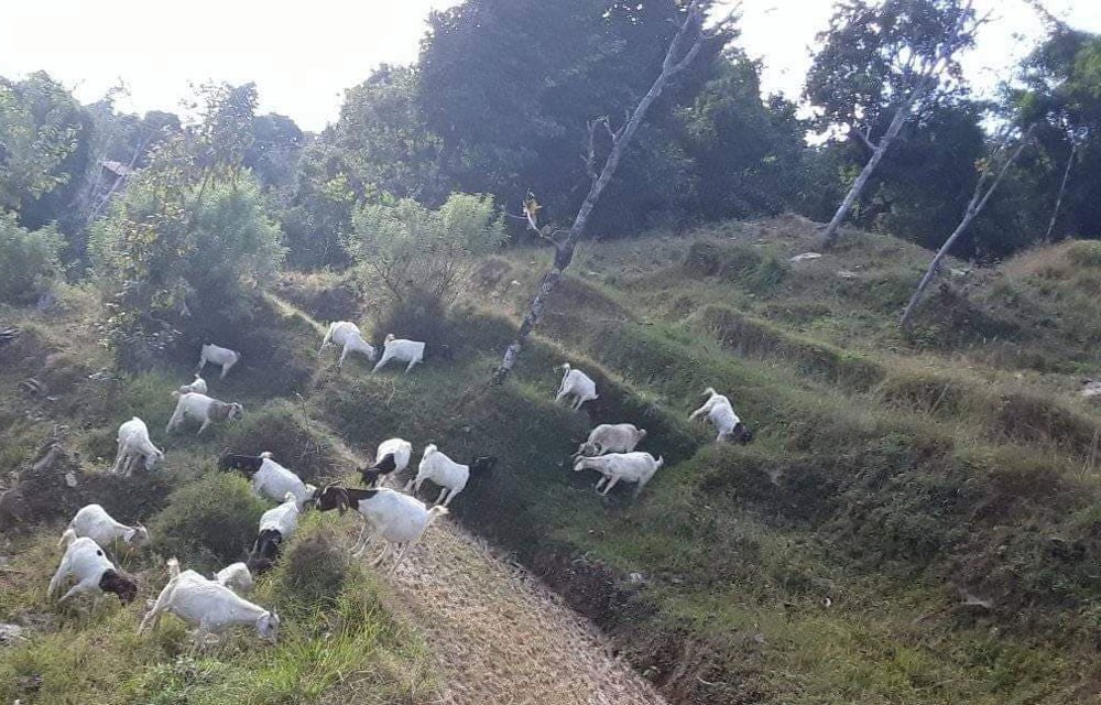 गुल्मीमा चराउन लगेका बाख्रा हराए !