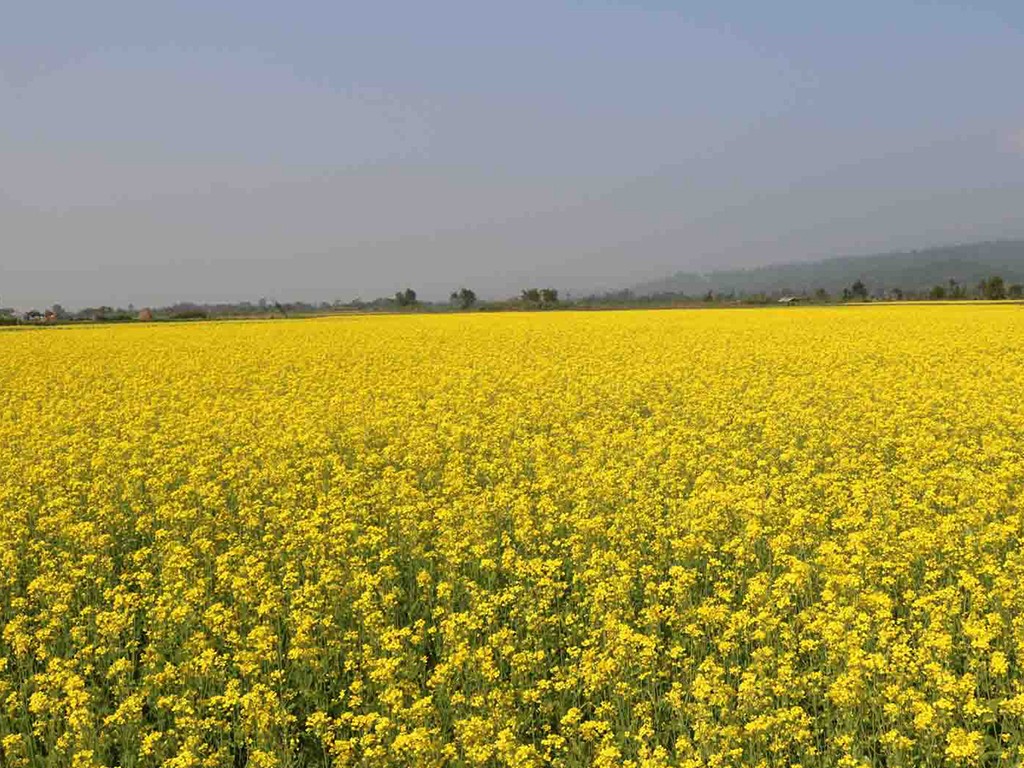 तोरी खेतीमा किसानको आकर्षण बढेन