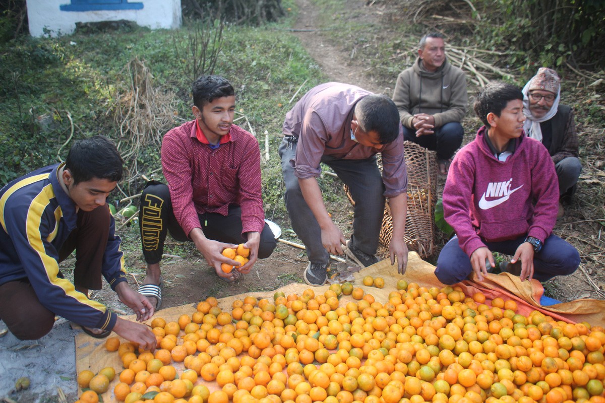 पाल्पाका कृषक व्यावसायिक सुन्तला खेतीतर्फ