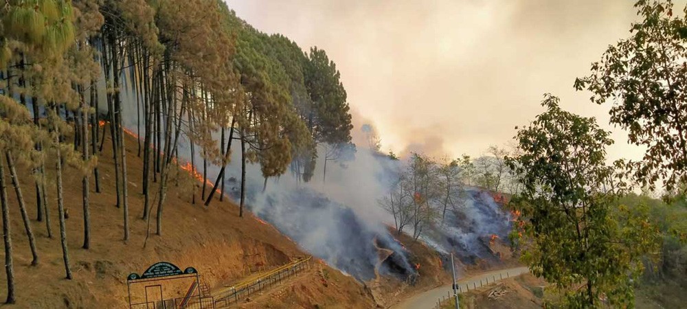 पाल्पा डढेलोको जोखिममा, मानवीय लापरबाहीले जोखिम बढ्यो