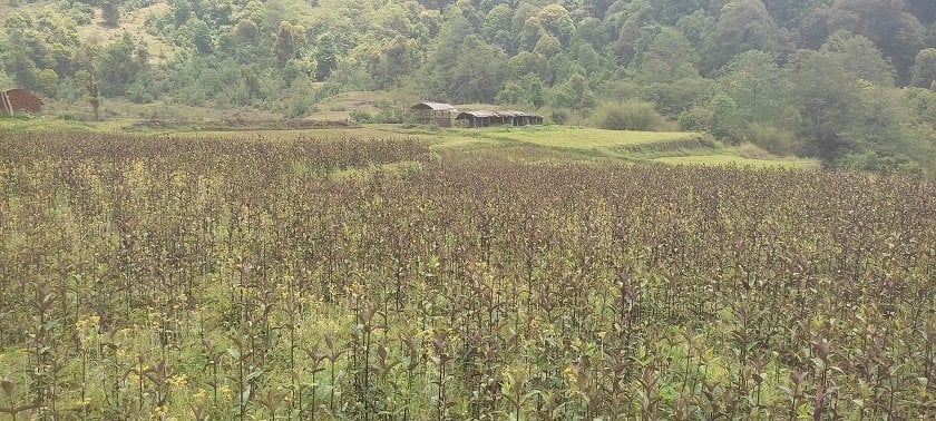 भोजपुरका किसानको रोजाइमा चिराइतो खेती 