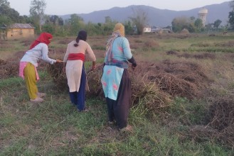 घाँसको बिउ बेचेर दुई लाख आम्दानी