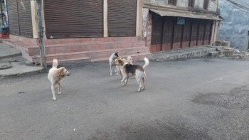 तानसेनमा कुकुर आतंक