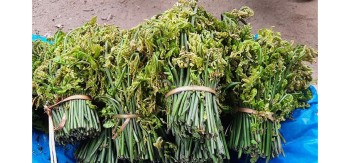 गुल्मीको निहुरो  बुटवलदेखि काठमाडौँसम्म