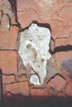 बुद्ध भगवानको जन्मबिन्दुकोे मौन साक्षीः ‘जन्मस्मारक शिला’