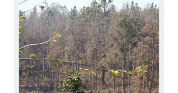 सालको रूखमा महामारी, ‘मथ’पुतलीले पात सखाप