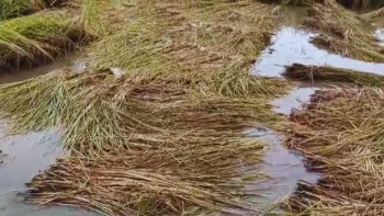 बेमौसमी वर्षाले धानमा क्षति, किसान चिन्तित