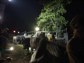 पाल्पामा दुई गाडीसहित ११ गोरु प्रहरी नियन्त्रणमा