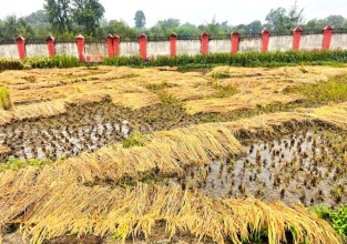 बेमौसमी वर्षाले गुल्मीमा ११ प्रतिशत धान नष्ट