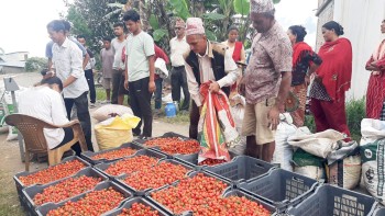 रिब्दीकोटको एउटै वडाबाट दुई महिनामा ९ लाख ८० हजारको खुर्सानी निकासी