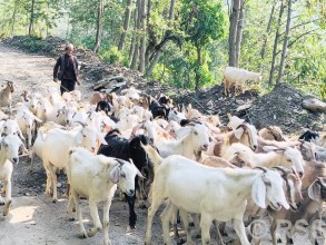 खसीबोका पालनमा गुल्मीका किसानको आकर्षण