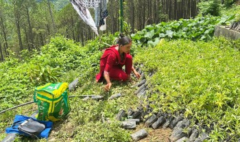 अन्नबालीमा वन्यजन्तुको आतंक, टिमुरमा किसानको भरोसा
