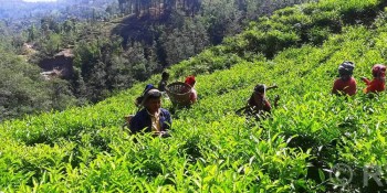 रेशमा चियाको व्यावसायिक उत्पादन सुरु
