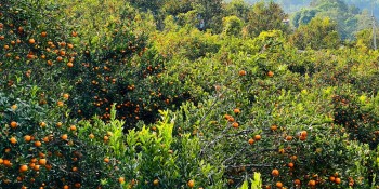 कोदो, मकै फल्ने बारीभरी लटरम्म सुन्तला स् यस वर्ष रु १५ लाखको बिक्री