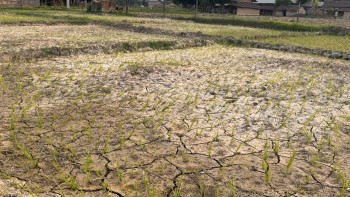 गुल्मीमा खडेरीले किसान चिन्तित