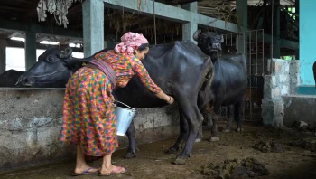 लुम्बिनी प्रदेशमा दूध र मासु उत्पादनका लागि भैँसीको वंश सुधार कार्यक्रम