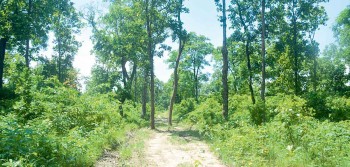 ६ सय हेक्टरभन्दा बढी वन क्षेत्र अतिक्रमण