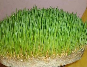 सुरु भयो दसैं, आज घटस्थापना