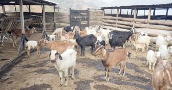 गुल्मीका बाख्रामा देखिएको पिपिआर रोग नियन्त्रणमा