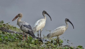 नेपालमा जलपक्षीको संख्या घट्दो
