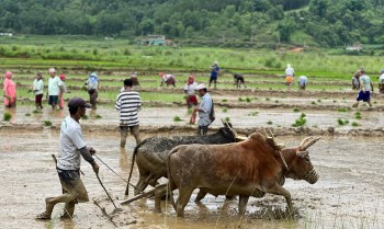 मानो छरेर मुरी उब्जाउन व्यस्त पाल्पाका किसान