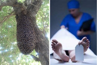 बगनासकालीमा खागमौरीले टोकेर एक जनाको मृत्यु