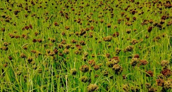 पाल्पामा कोदो खेती हराउँदै