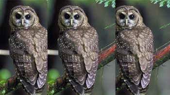 दाङमा लाटोकोसेरो तथा हुचिल उत्सव हुने