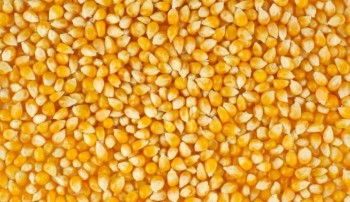 ‘हाइब्रिड’ले निम्तिदै छ सङ्कट