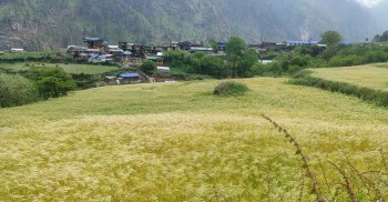 मनाङमा रैथाने बाली उत्पादन घट्दै