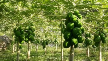 मेवा बिक्रीबाट आम्दानी गर्दैै सहकारी