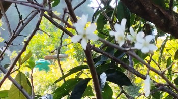 रेसुङ्गा र मदाने दुर्लभ चराको वासस्थान