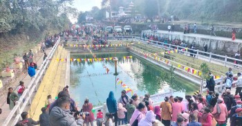 हरिबोधिनी एकादशीमा रेसुङ्गामा पूजा गर्नेको घुइँचो