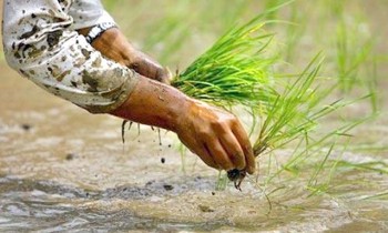 गुल्मीमा ८७ प्रतिशत क्षेत्रफलमा रोपाइँ