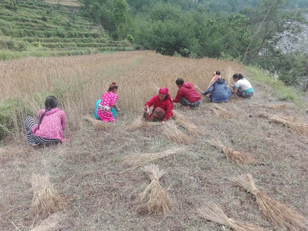 गुल्मीका किसानलाई बाली भित्र्याउने चटारो