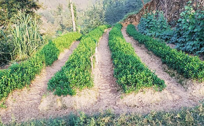 सुन्तला र कागतीका बिरुवाको माग अत्याधिक