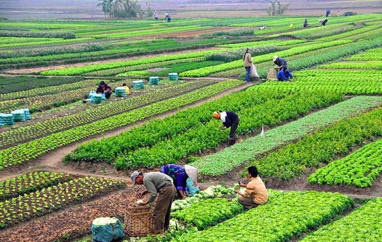 सामूहिक तरकारीखेती गरेर आत्मनिर्भर बन्दै महिला