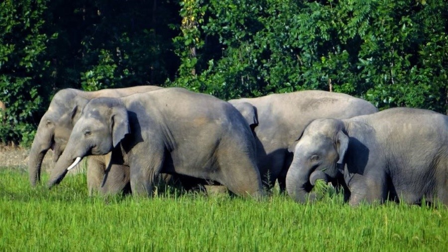 मरेका हात्तीमा क्षयरोग देखिएपछि जिउँदोको परीक्षण शुरु