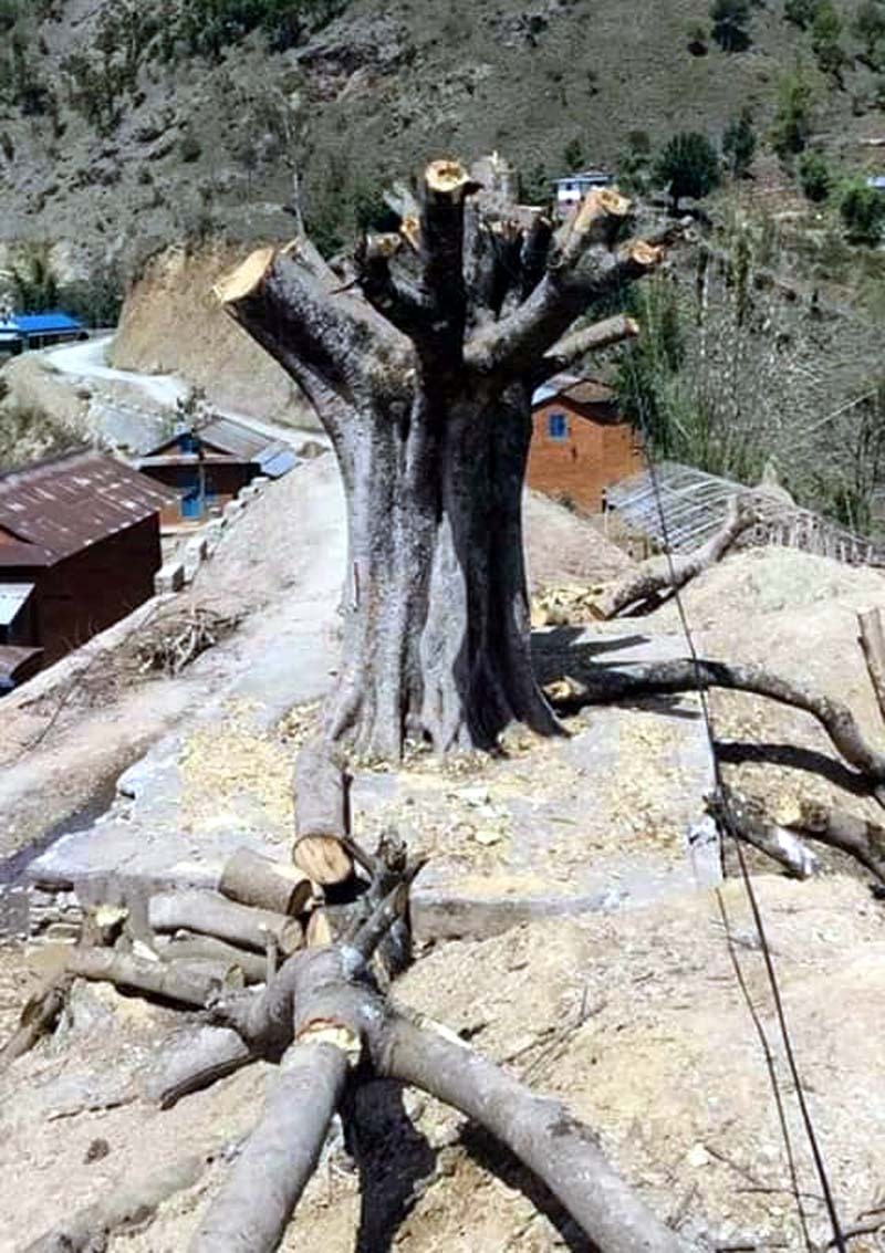 विकासका नाममा मासिदै बर–पिपल