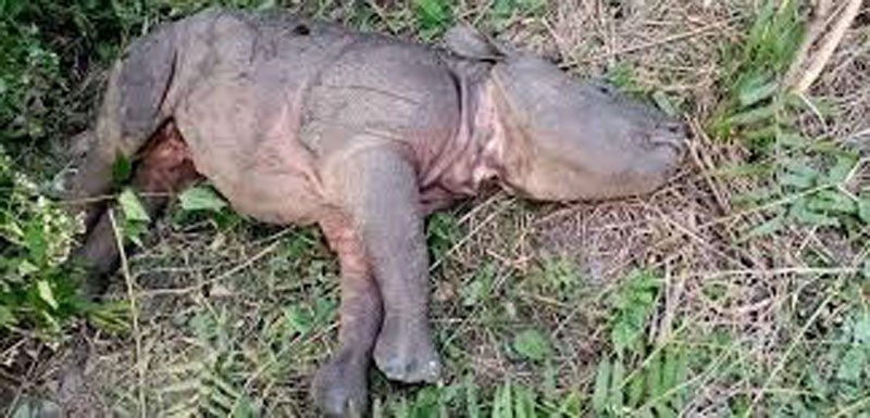 गैँडाको ‘केटी’ मृत फेला
