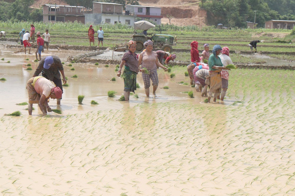 पाल्पामा धान रोप्ने चटारो