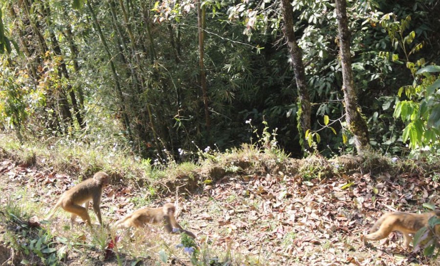 बाँदर आतंकले जोगिएन खेती