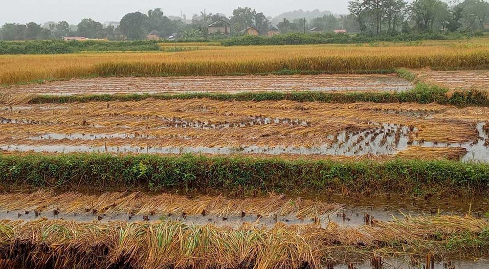 बेमौसमी वर्षाको असर,  लुम्बिनी प्रदेशमा ५ अर्बको अन्नबालीमा क्षति